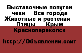 Выставочные попугаи чехи  - Все города Животные и растения » Птицы   . Крым,Красноперекопск